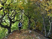 88 Splendida faggeta sagomata ad uso roccoli